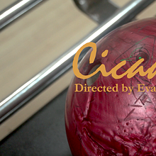 Cicadas avatar photo