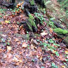 Reservoir Runner / Danika Lives! avatar photo