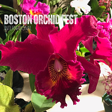 Boston Orchid Fest International avatar photo