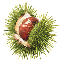 Chestnut Review Literary Magazine avatar photo