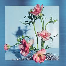 Back to the Roots avatar photo