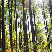 Habemus Pacem avatar photo