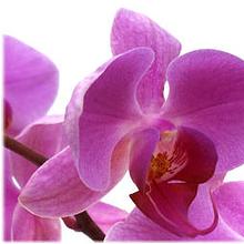 Cosmic Orchid avatar photo