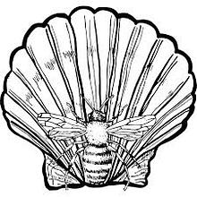 Shell & Bee Studio avatar photo