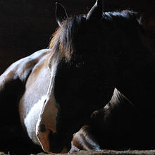 The House Call avatar photo