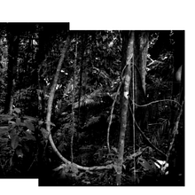 Equatorial Crisis: The World's Most Endangered Indigenous Peoples avatar photo