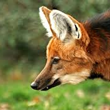 Maned Wolf Productions avatar photo