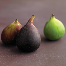 fig productions avatar photo